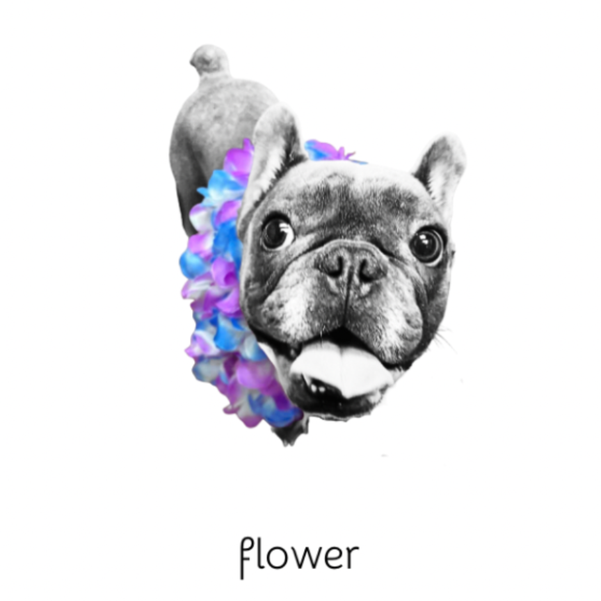 meet flower faces of frenchie rescue 4x6 note card