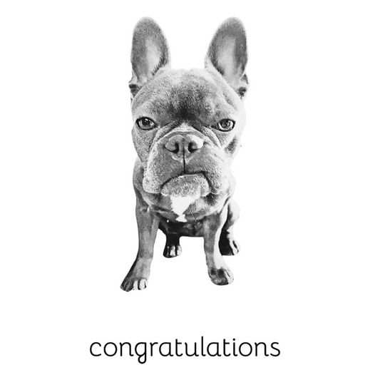 congratulations frenchie 4x6 note card