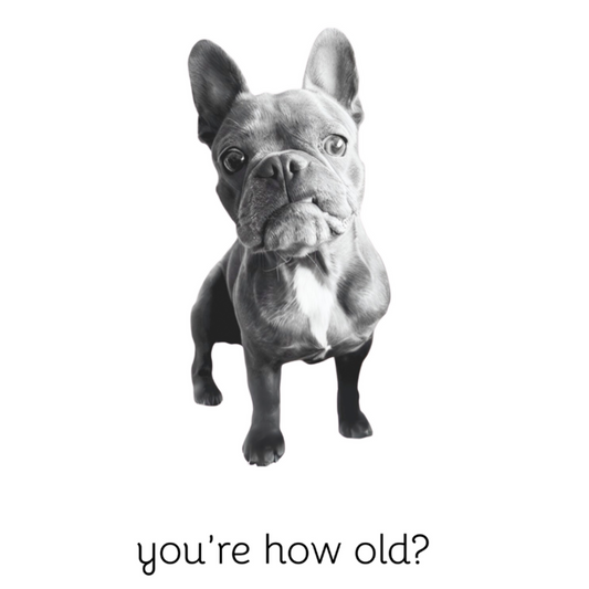 you're how old frenchie 4x6 note card